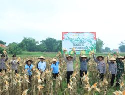 Dukung Ketahanan Pangan, Polres Bangkalan Bersama 3 Pilar Panen Jagung Tahap Kedua