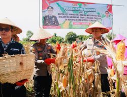 Gelorakan Swasembada Pangan Kapolres Jember Ikut Panen Raya dan Tanam Jagung di Lojejer