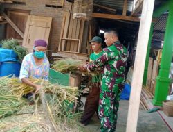 Babinsa Kemusu Sambangi Warga Sekaligus Membantu Panen 