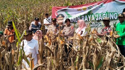 Panen Jagung Melimpah di Pati: Sinergi Polresta dan Petani Tingkatkan Ketahanan Pangan