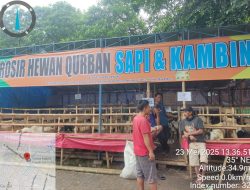 Gyatha Farm Sediakan Hewan Kurban Berkualitas, Mulai dari Sapi Limousin hingga Kambing Boer