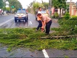 Sigap! Polresta Pati Normalisasi Lalu Lintas Usai Pohon Tumbang