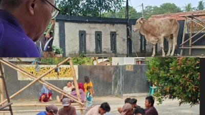 Peringati Hari Raya Idul Adha 1446.H, Kades Singa Bangsa Laksanakan Pemotongan Hewan Kurban