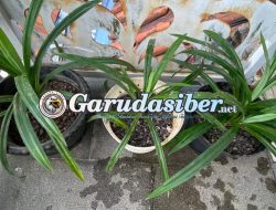 Daun Pandan, Bahan Alami Multifungsi yang Mendunia dan Bermanfaat