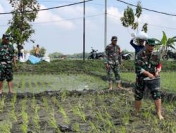 Babinsa Bantu Petani, Pupuk Lahan Demi Panen Raya Yang Maksimal