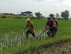 Babinsa Berperan Aktif Membantu Petani Penyiangan Gulma 