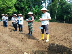 Sinergi Polri, Pemdes, dan Petani: Penanaman Jagung di Desa Kubang