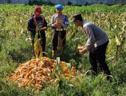 Dukung Ketahanan Pangan Nasional: Polresta Malang Kota dan Gapoktan Panen 2,5 Ton Jagung
