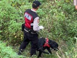 Berkat Anjing Unit K-9 Polda Jatim Indentitas Korban Mutilasi Pacet Berhasil Terungkap