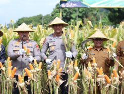 Perkuat Ketahanan Pangan Polres Blitar Kota bersama Forkopimda Panen Raya Jagung Kuartal III