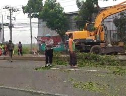 Sinergi Polsek Margorejo, DLH, dan BPBD Lancarkan Arus Usai Pohon Tumbang