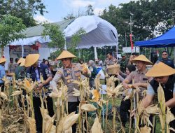 Polresta Pati Gelar Panen Raya Jagung Serentak Kuartal III di Desa Jimbaran