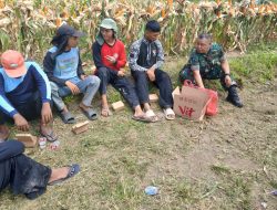Babinsa Koramil 01/Boyolali Turun ke Sawah, Bantu Panen Jagung dan Dorong Ketahanan Pangan