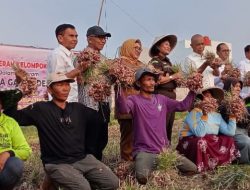 Pemkab Tangerang Bersama Kejaksaan Panen Bawang Merah untuk Tekan Inflasi dan Sejahterakan Petani
