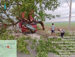 Truk Kontainer Tabrak Pohon Trembesi di Jalan Lingkar Selatan Pati, Polisi Gerak Cepat Evakuasi Lokasi