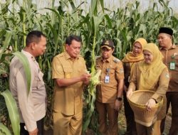 Karang Taruna Sukamulya Dampingi Bupati Tangerang Drs. Moch. Maesyal Rasyid M.Si Panen Jagung dan Cabai di Desa Kaliasin