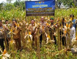 Polsek Cikupa Panen Jagung Hibrida Kuartal III Dukung Program Ketahanan Panga