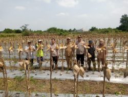 Panen Jagung di Desa Peusar, Polsek Panongan Dukung Ketahanan Pangan Nasional