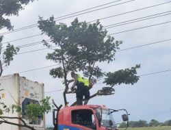 Aksi Cepat Polresta Pati! Pohon Raksasa Tumbang Lumpuhkan Jalan, PAMAPTA Hadir Setelah Laporan 110 Masuk!