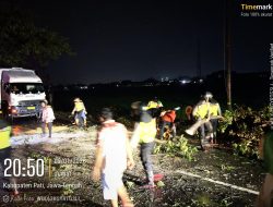 Pohon Trembesi Tumbang di JLS Pati–Juwana, Polsek Pati Kota Bergerak Cepat Amankan Lalu Lintas