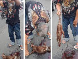 Kucing Tewas Tertabrak di Jalan Raya Kenjeran, Warga Sigap Evakuasi dan Makamkan
