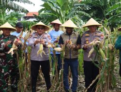 Dukung Asta Cita, Polres Pelabuhan Tanjung Perak Panen 1,6 Ton Jagung di Tambak Wedi