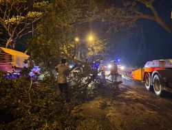 Respons Cepat Polresta Pati Tangani Pohon Tumbang di JLS, Arus Lalu Lintas Kembali Normal