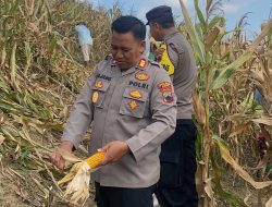Dukung Swasembada Pangan 2026, Polsek Dawe Dampingi Panen Jagung 150 Ton di Lahan Pertanian Kandangmas