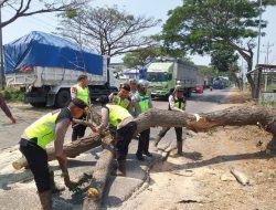 Gerak Cepat Personel Gabungan Polresta Pati Evakuasi Pohon Tumbang