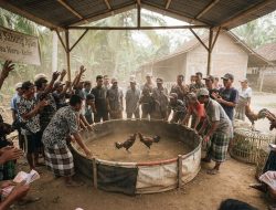 Sabung Ayam di Desa Weru Disorot, Publik Pertanyakan Pengawasan APH Kediri