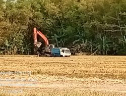 Diduga Berkedok Pemerataan Lahan, Aktivitas Galian C Ilegal di Sawah Pati Libatkan Puluhan Truk