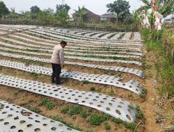 Polsek Nongkojajar Dukung Ketahanan Pangan Nasional, Pantau dan Rawat Tanaman Bawang Putih di Desa Tlogosari