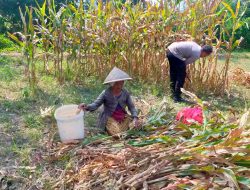 Bahu-Membahu di Ladang Jagung, Jajaran Polresta Malang Kota Bersama Warga Wujudkan Ketahanan Pangan