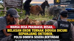 Warga Desa Praibakul Resah, Belasan Ekor Ternak Diduga Dicuri Sepanjang Oktober, Polisi Diminta Segera Bertindak