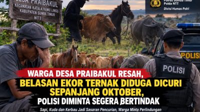 Warga Desa Praibakul Resah, Belasan Ekor Ternak Diduga Dicuri Sepanjang Oktober, Polisi Diminta Segera Bertindak